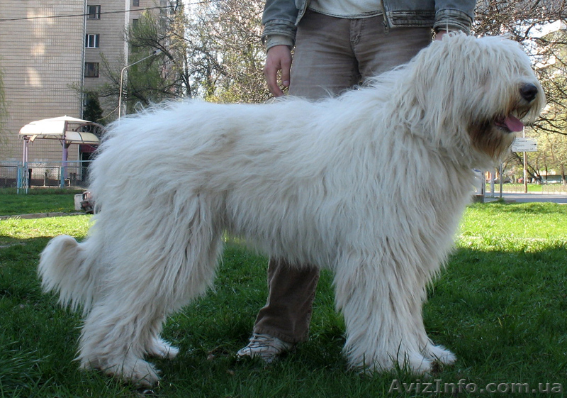 Щенки южно-русской овчарки (Киев) - <ro>Изображение</ro><ru>Изображение</ru> #5, <ru>Объявление</ru> #939177