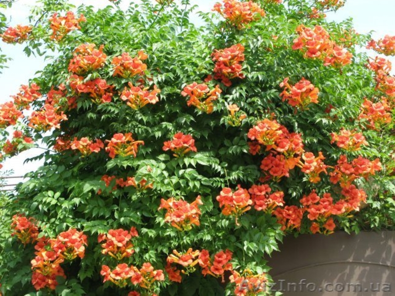 Кампсис, вьющееся с широкими листьями и большими красными соцветиями - <ro>Изображение</ro><ru>Изображение</ru> #1, <ru>Объявление</ru> #945795