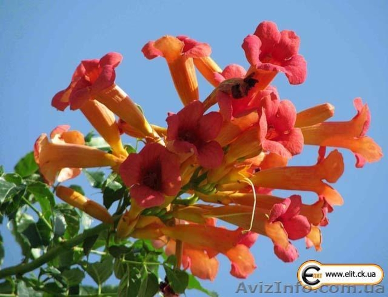 Кампсис, вьющееся с широкими листьями и большими красными соцветиями - <ro>Изображение</ro><ru>Изображение</ru> #3, <ru>Объявление</ru> #945795