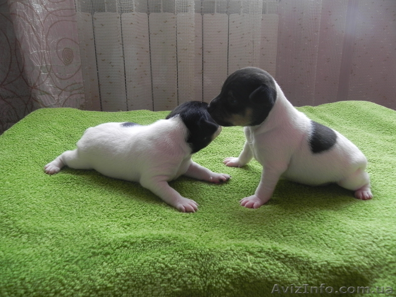 Щенки Американский той фокстерьер - <ro>Изображение</ro><ru>Изображение</ru> #1, <ru>Объявление</ru> #939683