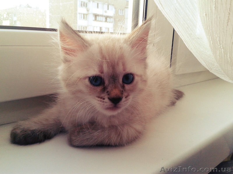 Невские маскарадные котики - <ro>Изображение</ro><ru>Изображение</ru> #1, <ru>Объявление</ru> #938553