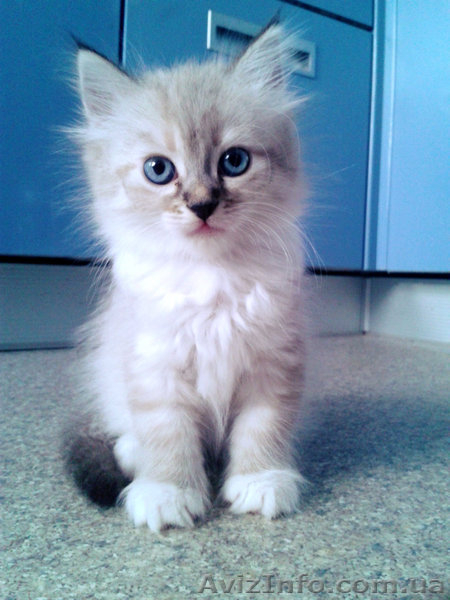 Невские маскарадные котики - <ro>Изображение</ro><ru>Изображение</ru> #2, <ru>Объявление</ru> #938553