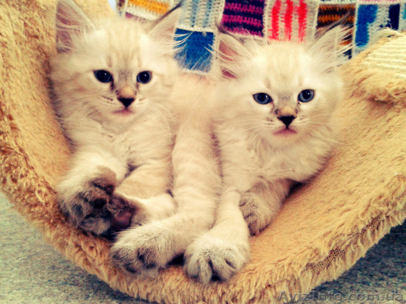 Ласковые голубоглазые пушинки - <ro>Изображение</ro><ru>Изображение</ru> #1, <ru>Объявление</ru> #938557