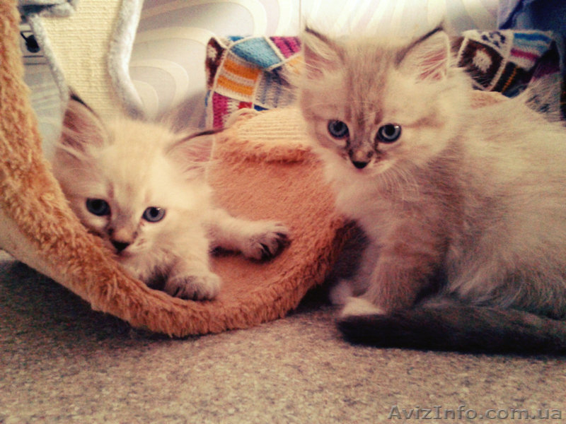 Невские маскарадные котики - <ro>Изображение</ro><ru>Изображение</ru> #4, <ru>Объявление</ru> #938553