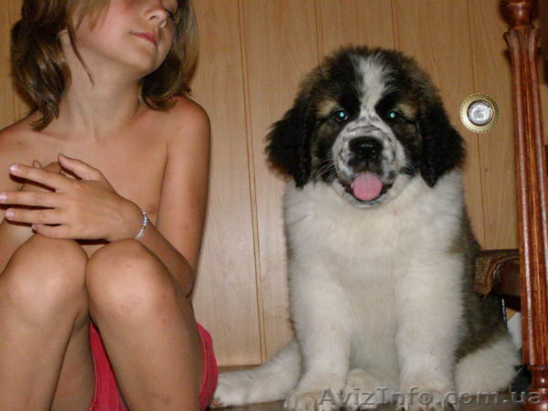 Московская сторожевая , у нас пополнение: щенки-карапузы !  - <ro>Изображение</ro><ru>Изображение</ru> #1, <ru>Объявление</ru> #939176