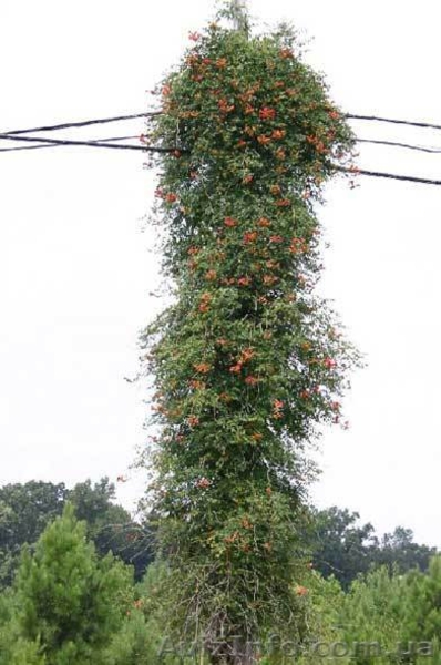 Кампсис, вьющееся с широкими листьями и большими красными соцветиями - <ro>Изображение</ro><ru>Изображение</ru> #5, <ru>Объявление</ru> #945795