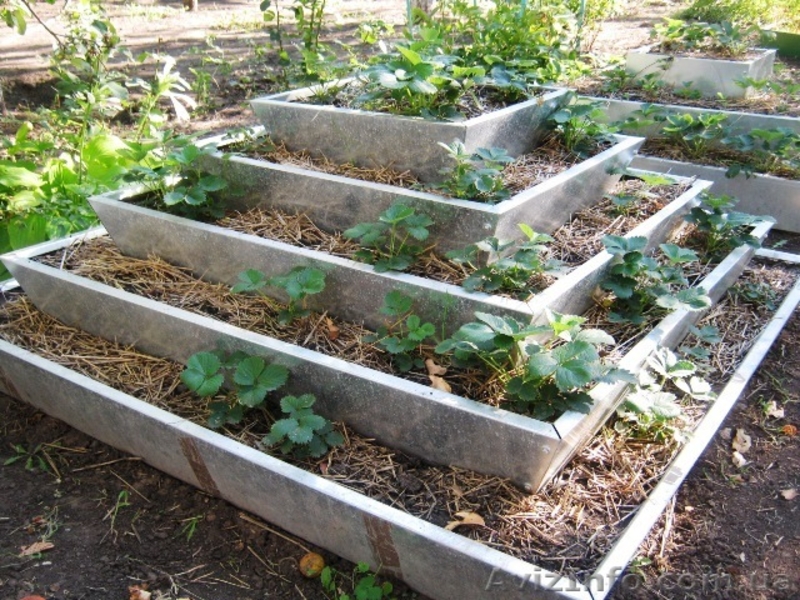 Пирамида под клубнику 5ти ярусная - <ro>Изображение</ro><ru>Изображение</ru> #3, <ru>Объявление</ru> #948194