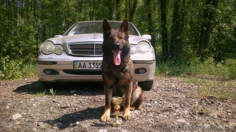  щенки немецкой овчарки линий рабочего разведения - <ro>Изображение</ro><ru>Изображение</ru> #4, <ru>Объявление</ru> #951718