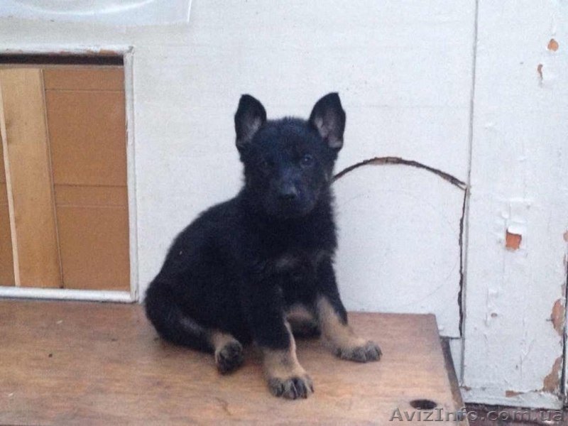  щенки немецкой овчарки линий рабочего разведения - <ro>Изображение</ro><ru>Изображение</ru> #1, <ru>Объявление</ru> #951718