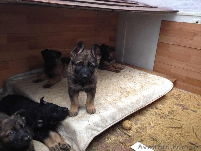  щенки немецкой овчарки линий рабочего разведения - <ro>Изображение</ro><ru>Изображение</ru> #2, <ru>Объявление</ru> #951718