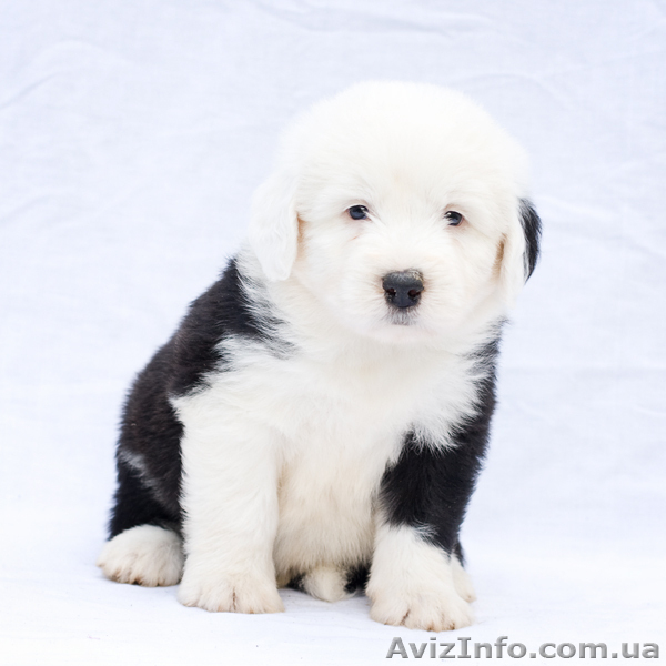 Щенки бобтейла (староанглийской овчарки) ищут семью! - <ro>Изображение</ro><ru>Изображение</ru> #5, <ru>Объявление</ru> #939727