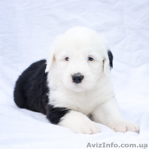 Щенки бобтейла (староанглийской овчарки) ищут семью! - <ro>Изображение</ro><ru>Изображение</ru> #6, <ru>Объявление</ru> #939727