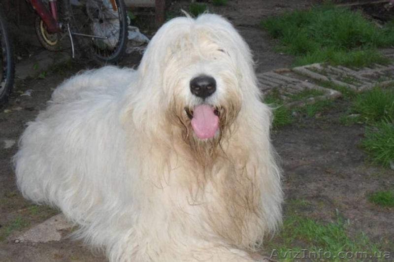 Щенки южно-русской овчарки (Киев) - <ro>Изображение</ro><ru>Изображение</ru> #7, <ru>Объявление</ru> #939177