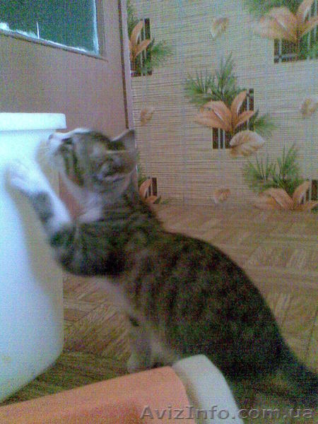 Котёнок-мышелов в деревню - <ro>Изображение</ro><ru>Изображение</ru> #2, <ru>Объявление</ru> #946463