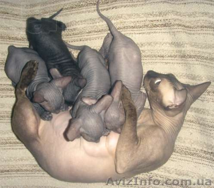 Милые и добрые котята "Донской Сфинкс" - <ro>Изображение</ro><ru>Изображение</ru> #5, <ru>Объявление</ru> #955341