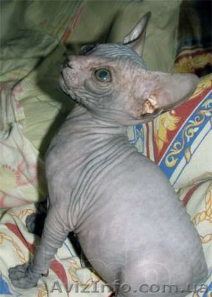 Милые и добрые котята "Донской Сфинкс" - <ro>Изображение</ro><ru>Изображение</ru> #4, <ru>Объявление</ru> #955341