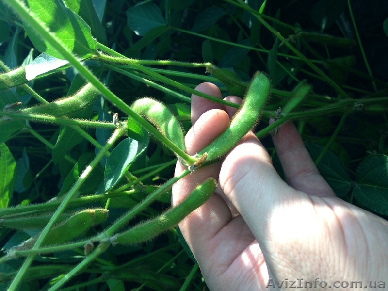 Переработка сои, жмых, масло - <ro>Изображение</ro><ru>Изображение</ru> #4, <ru>Объявление</ru> #967609