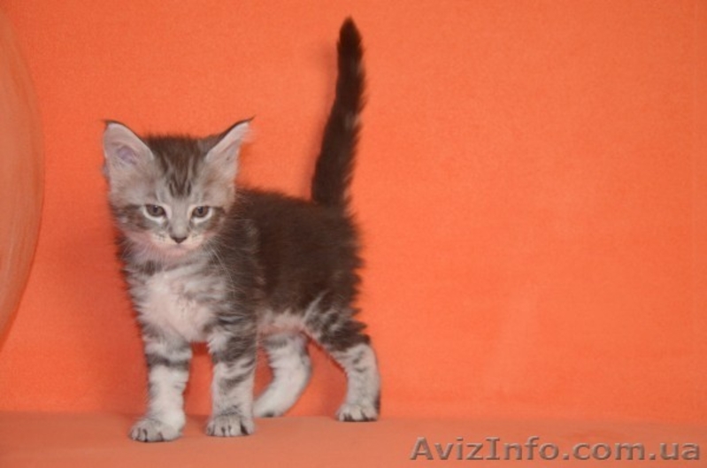 Крупные котята мейн кун  - <ro>Изображение</ro><ru>Изображение</ru> #2, <ru>Объявление</ru> #958028