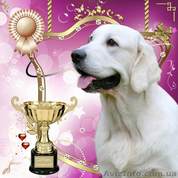 ЗОЛОТИСТЫЙ РЕТРИВЕР, щенки. ИДЕАЛЬНАЯ СОБАКА ДЛЯ ВСЕЙ СЕМЬИ!  - <ro>Изображение</ro><ru>Изображение</ru> #2, <ru>Объявление</ru> #584166