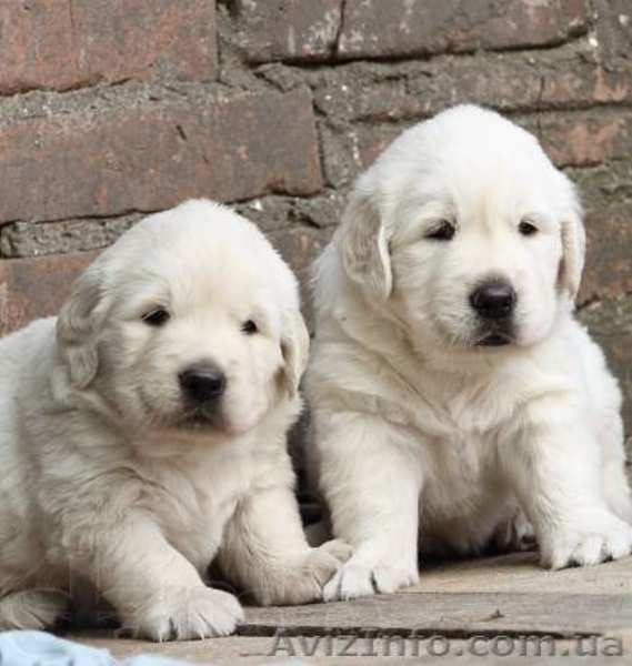 ЗОЛОТИСТЫЙ РЕТРИВЕР, щенки. ИДЕАЛЬНАЯ СОБАКА ДЛЯ ВСЕЙ СЕМЬИ!  - <ro>Изображение</ro><ru>Изображение</ru> #3, <ru>Объявление</ru> #584166