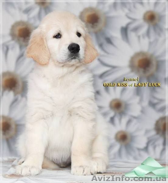 ЗОЛОТИСТЫЙ РЕТРИВЕР, щенки. ИДЕАЛЬНАЯ СОБАКА ДЛЯ ВСЕЙ СЕМЬИ!  - <ro>Изображение</ro><ru>Изображение</ru> #4, <ru>Объявление</ru> #584166