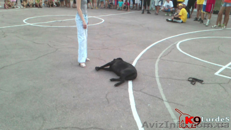 Онлайн-Дрессировка собак и щенков  - <ro>Изображение</ro><ru>Изображение</ru> #3, <ru>Объявление</ru> #960261