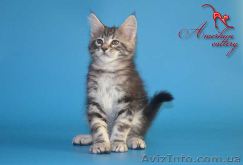 Котята мейн кун из питомника - <ro>Изображение</ro><ru>Изображение</ru> #3, <ru>Объявление</ru> #968207