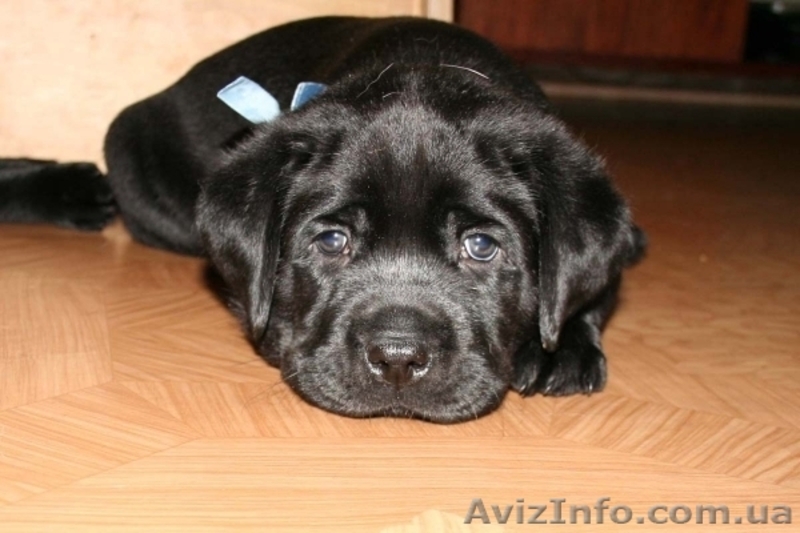 Щенок лабрадора ретривера мальчик - <ro>Изображение</ro><ru>Изображение</ru> #1, <ru>Объявление</ru> #957564