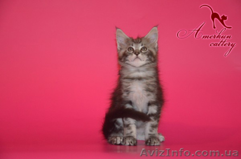 Котята мейн кун из питомника - <ro>Изображение</ro><ru>Изображение</ru> #4, <ru>Объявление</ru> #968207