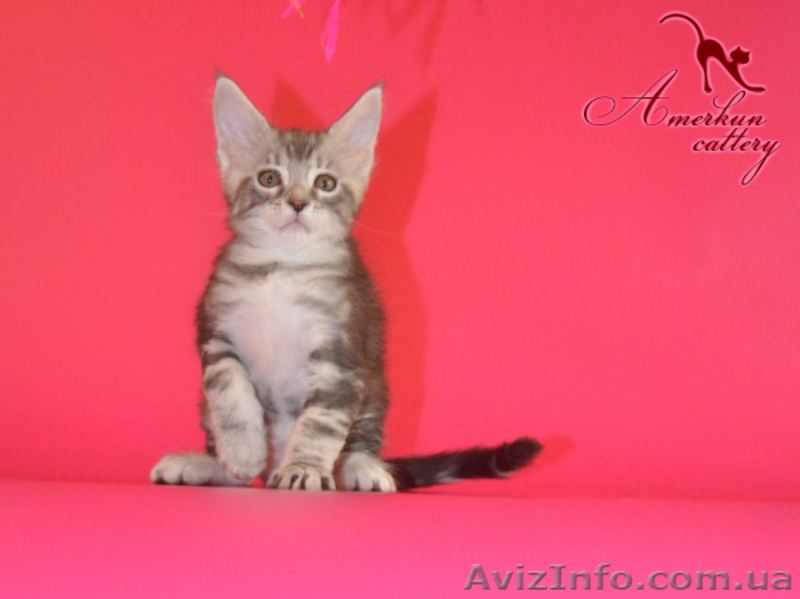Котята мейн кун из питомника - <ro>Изображение</ro><ru>Изображение</ru> #5, <ru>Объявление</ru> #968207
