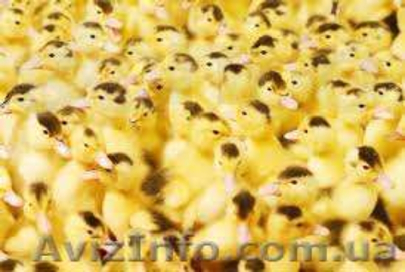 Продаем подрощенных поросят,лешки,кабанчики и свиноматки - <ro>Изображение</ro><ru>Изображение</ru> #2, <ru>Объявление</ru> #963711