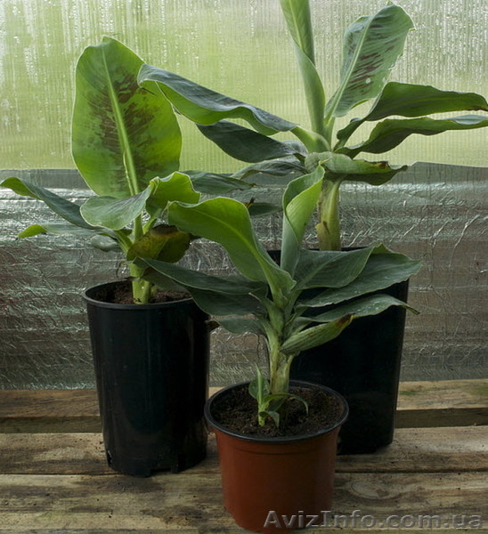 Продам банан низкорослый Musa Nana - <ro>Изображение</ro><ru>Изображение</ru> #2, <ru>Объявление</ru> #966099