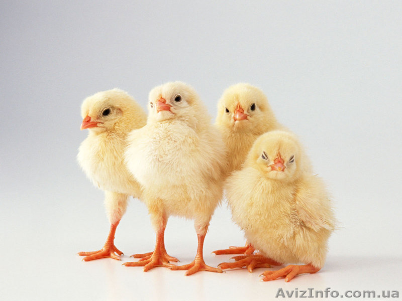 Продаем подрощенных поросят,лешки,кабанчики и свиноматки - <ro>Изображение</ro><ru>Изображение</ru> #3, <ru>Объявление</ru> #963711