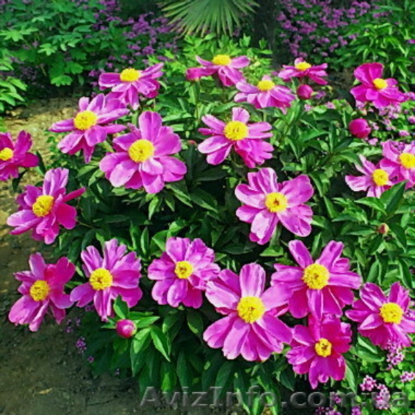 Травянистый пион Huang Jin Lun - Golden Wheel продам - <ro>Изображение</ro><ru>Изображение</ru> #3, <ru>Объявление</ru> #962473