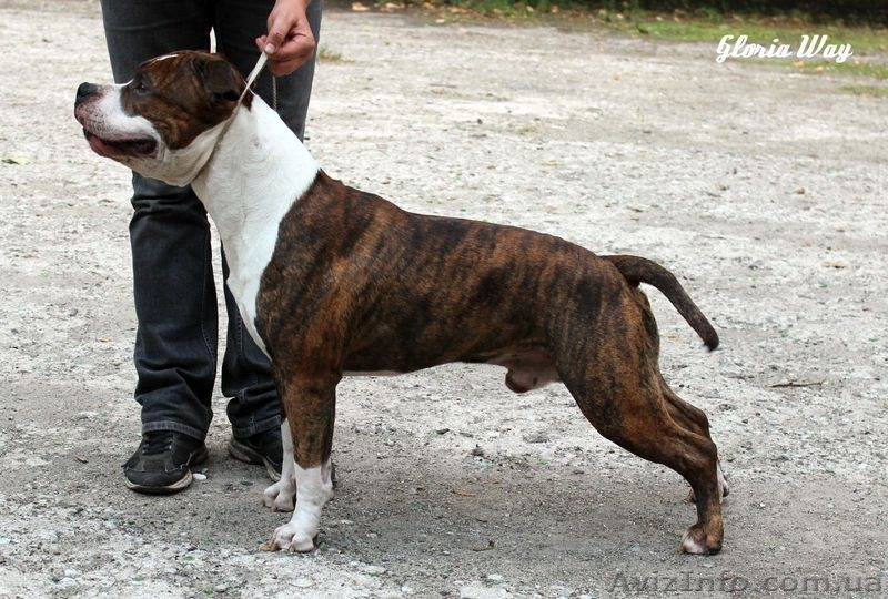 Щеночки-стаффики  - <ro>Изображение</ro><ru>Изображение</ru> #2, <ru>Объявление</ru> #964074