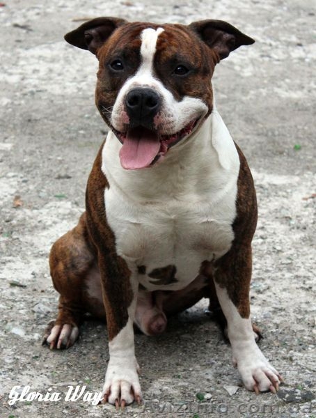 Щеночки-стаффики  - <ro>Изображение</ro><ru>Изображение</ru> #1, <ru>Объявление</ru> #964074