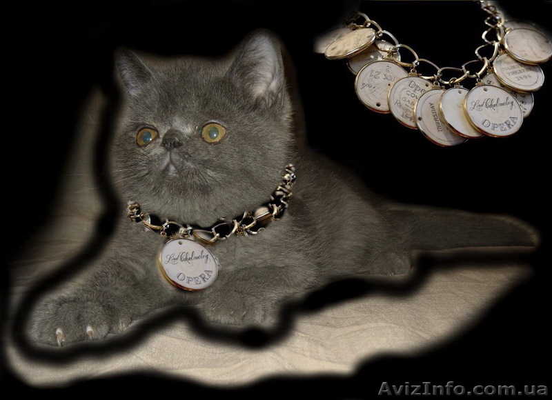 Экзотические котята-экзоты - <ro>Изображение</ro><ru>Изображение</ru> #2, <ru>Объявление</ru> #924583