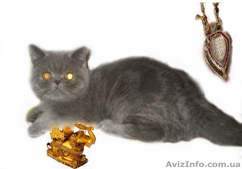 Экзотические котята-экзоты - <ro>Изображение</ro><ru>Изображение</ru> #1, <ru>Объявление</ru> #924583