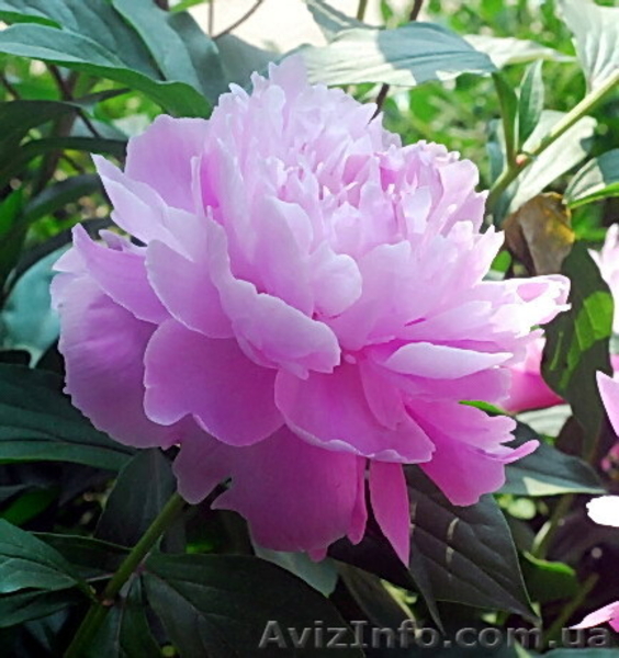 Травянистый пион Huang Jin Lun - Golden Wheel продам - <ro>Изображение</ro><ru>Изображение</ru> #4, <ru>Объявление</ru> #962473