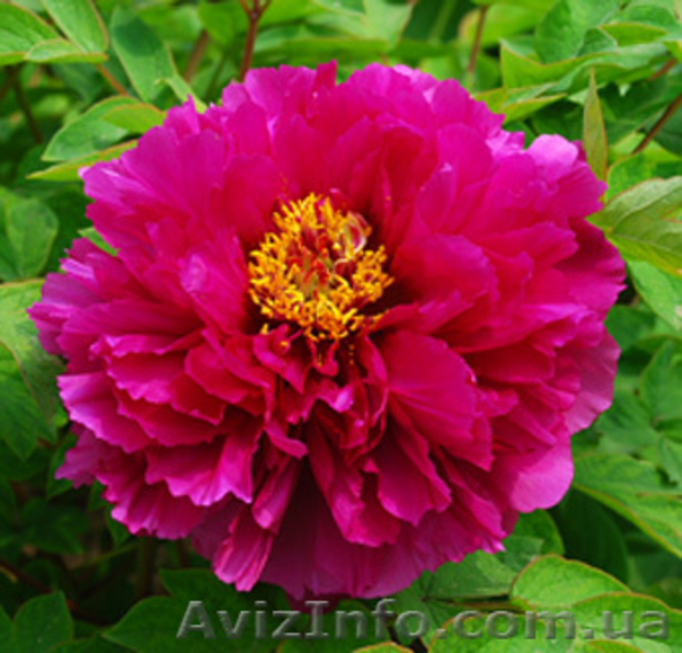 Древовидные, травянистые пионы, пионы рокка, пионы Ито-гибриды продам. - <ro>Изображение</ro><ru>Изображение</ru> #3, <ru>Объявление</ru> #962474