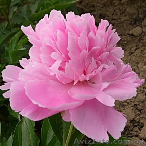 Травянистый пион Huang Jin Lun - Golden Wheel продам - <ro>Изображение</ro><ru>Изображение</ru> #5, <ru>Объявление</ru> #962473