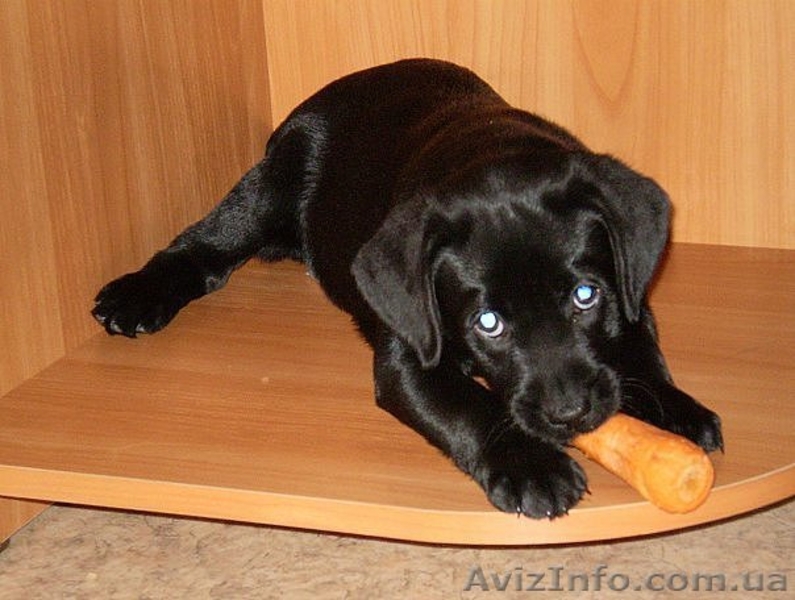 Щенок лабрадора ретривера мальчик - <ro>Изображение</ro><ru>Изображение</ru> #2, <ru>Объявление</ru> #957564
