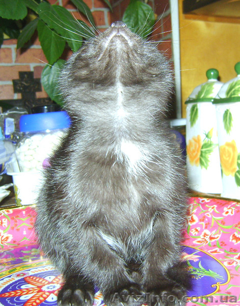 Лучший ЖИВОЙ ПОДАРОК  - <ro>Изображение</ro><ru>Изображение</ru> #7, <ru>Объявление</ru> #825563