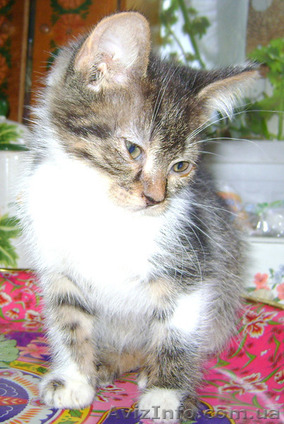 Лучший ЖИВОЙ ПОДАРОК  - <ro>Изображение</ro><ru>Изображение</ru> #9, <ru>Объявление</ru> #825563