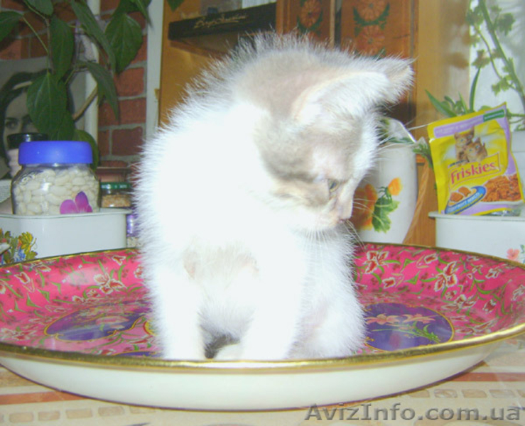 Лучший ЖИВОЙ ПОДАРОК  - <ro>Изображение</ro><ru>Изображение</ru> #4, <ru>Объявление</ru> #825563