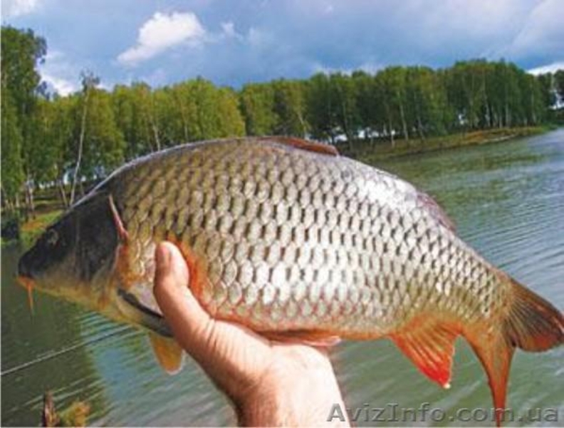  Продам рыбу,Продам рыбу речную,Продам рыбу мороженную-замороженную-свежую, - <ro>Изображение</ro><ru>Изображение</ru> #4, <ru>Объявление</ru> #971080