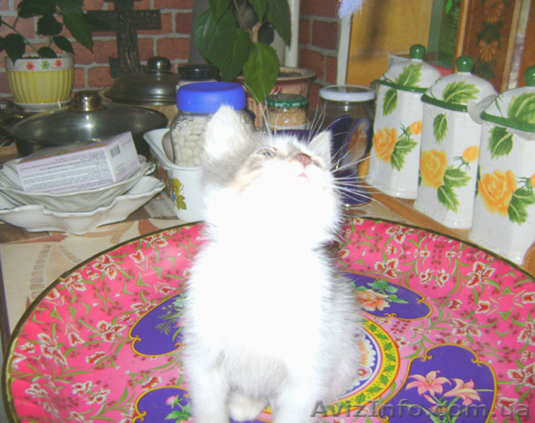 Лучший ЖИВОЙ ПОДАРОК  - <ro>Изображение</ro><ru>Изображение</ru> #8, <ru>Объявление</ru> #825563