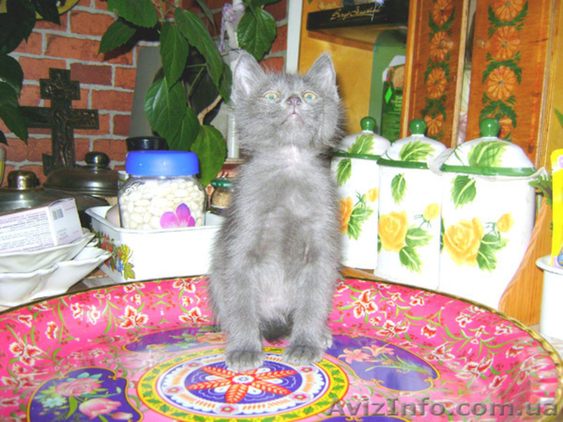 Лучший ЖИВОЙ ПОДАРОК  - <ro>Изображение</ro><ru>Изображение</ru> #3, <ru>Объявление</ru> #825563