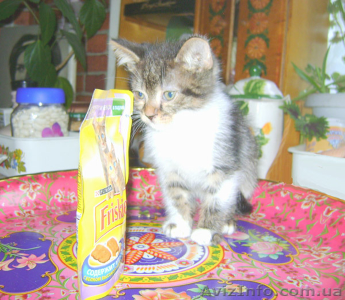 Лучший ЖИВОЙ ПОДАРОК  - <ro>Изображение</ro><ru>Изображение</ru> #5, <ru>Объявление</ru> #825563