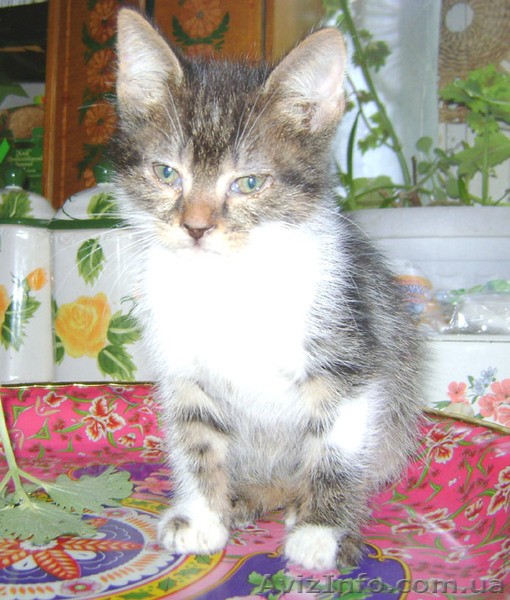 Лучший ЖИВОЙ ПОДАРОК  - <ro>Изображение</ro><ru>Изображение</ru> #6, <ru>Объявление</ru> #825563